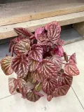 peperomia-carpeta-quito-rodzaj-rosliny-rosliny-zielone