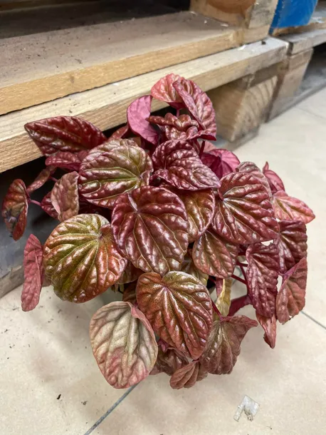 peperomia-carpeta-quito-rodzaj-rosliny-rosliny-zielone
