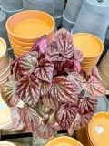 peperomia-carpeta-quito-rodzaj-rosliny-rosliny-zielone