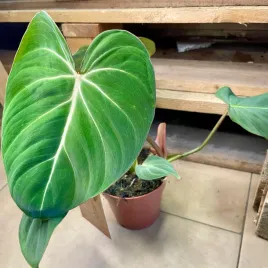 philodendron-gloriosum-filodendron