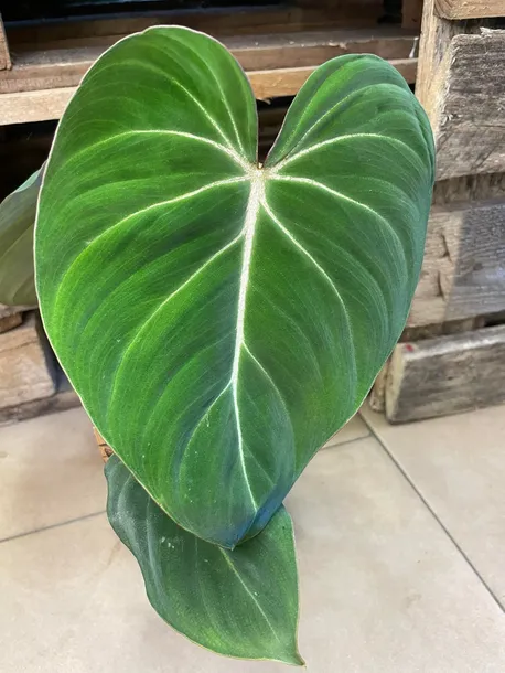philodendron-gloriosum-filodendron-rodzaj-rosliny-rosliny-zielone