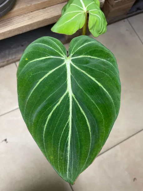 philodendron-gloriosum-filodendron-rodzaj-rosliny-rosliny-zielone