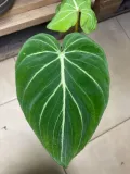 philodendron-gloriosum-filodendron-rodzaj-rosliny-rosliny-zielone