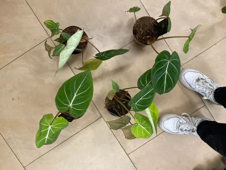 philodendron-gloriosum-filodendron-rodzaj-rosliny-rosliny-zielone
