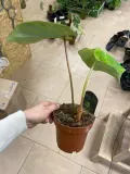 philodendron-gloriosum-filodendron-rodzaj-rosliny-rosliny-zielone