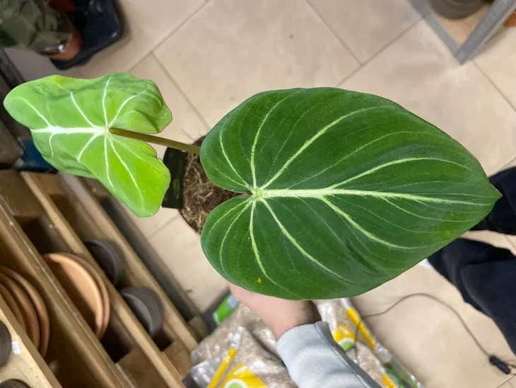 philodendron-gloriosum-filodendron-rodzaj-rosliny-rosliny-zielone