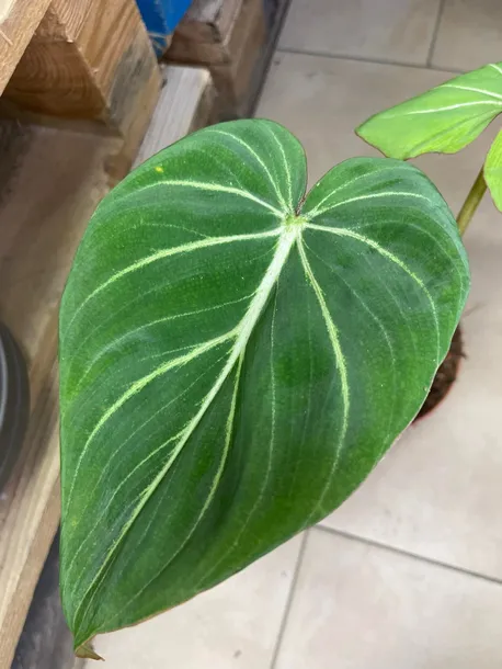 philodendron-gloriosum-filodendron-rodzaj-rosliny-rosliny-zielone