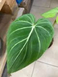 philodendron-gloriosum-filodendron-rodzaj-rosliny-rosliny-zielone