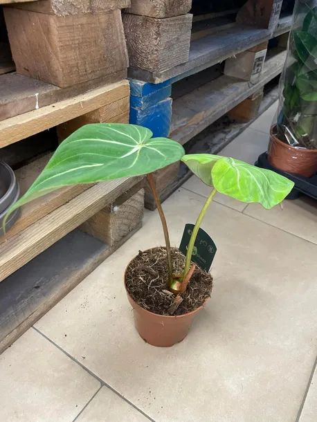 philodendron-gloriosum-filodendron-rodzaj-rosliny-rosliny-zielone