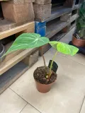 philodendron-gloriosum-filodendron-rodzaj-rosliny-rosliny-zielone