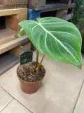philodendron-gloriosum-filodendron-rodzaj-rosliny-rosliny-zielone