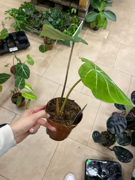 philodendron-gloriosum-filodendron-rodzaj-rosliny-rosliny-zielone