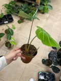 philodendron-gloriosum-filodendron-rodzaj-rosliny-rosliny-zielone