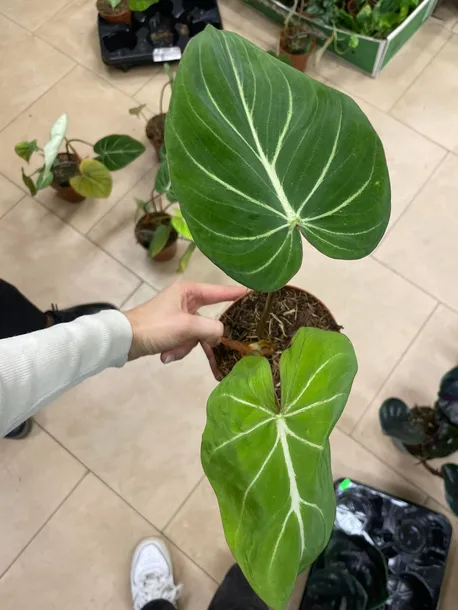 philodendron-gloriosum-filodendron-rodzaj-rosliny-rosliny-zielone