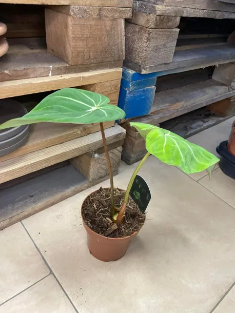 philodendron-gloriosum-filodendron-rodzaj-rosliny-rosliny-zielone
