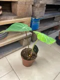philodendron-gloriosum-filodendron-rodzaj-rosliny-rosliny-zielone