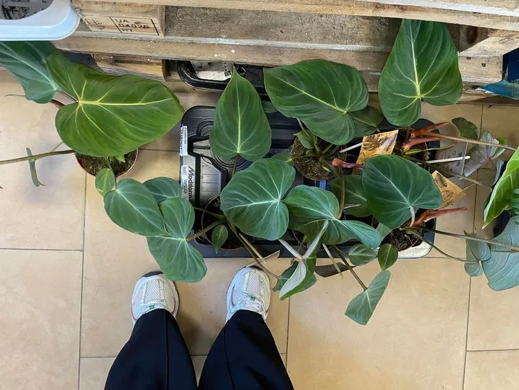 philodendron-gloriosum-filodendron-rodzaj-rosliny-rosliny-zielone