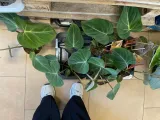 philodendron-gloriosum-filodendron-rodzaj-rosliny-rosliny-zielone