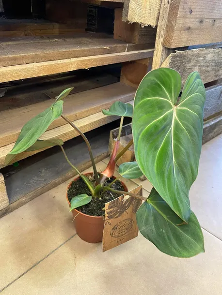 philodendron-gloriosum-filodendron-rodzaj-rosliny-rosliny-zielone