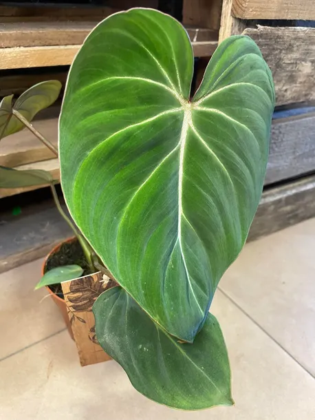 philodendron-gloriosum-filodendron-rodzaj-rosliny-rosliny-zielone