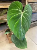 philodendron-gloriosum-filodendron-rodzaj-rosliny-rosliny-zielone
