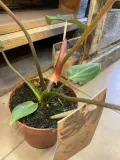 philodendron-gloriosum-filodendron-rodzaj-rosliny-rosliny-zielone