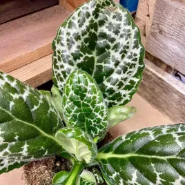 streptocarpus-pretty-turtle-skretnik