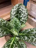 streptocarpus-pretty-turtle-skretnik-rodzaj-rosliny-rosliny-zielone
