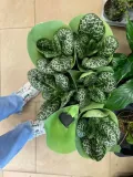 streptocarpus-pretty-turtle-skretnik-rodzaj-rosliny-rosliny-zielone