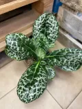 streptocarpus-pretty-turtle-skretnik-rodzaj-rosliny-rosliny-zielone