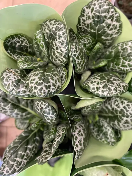 streptocarpus-pretty-turtle-skretnik-rodzaj-rosliny-rosliny-zielone
