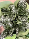 streptocarpus-pretty-turtle-skretnik-rodzaj-rosliny-rosliny-zielone