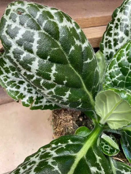 streptocarpus-pretty-turtle-skretnik-rodzaj-rosliny-rosliny-zielone