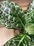 streptocarpus-pretty-turtle-skretnik-rodzaj-rosliny-rosliny-zielone