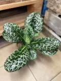 streptocarpus-pretty-turtle-skretnik-rodzaj-rosliny-rosliny-zielone