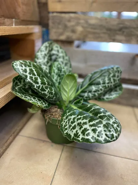 streptocarpus-pretty-turtle-skretnik-rodzaj-rosliny-rosliny-zielone