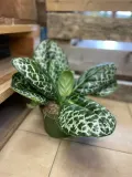 streptocarpus-pretty-turtle-skretnik-rodzaj-rosliny-rosliny-zielone