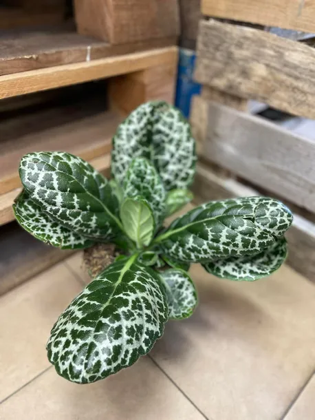 streptocarpus-pretty-turtle-skretnik-rodzaj-rosliny-rosliny-zielone