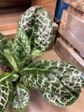 streptocarpus-pretty-turtle-skretnik-rodzaj-rosliny-rosliny-zielone