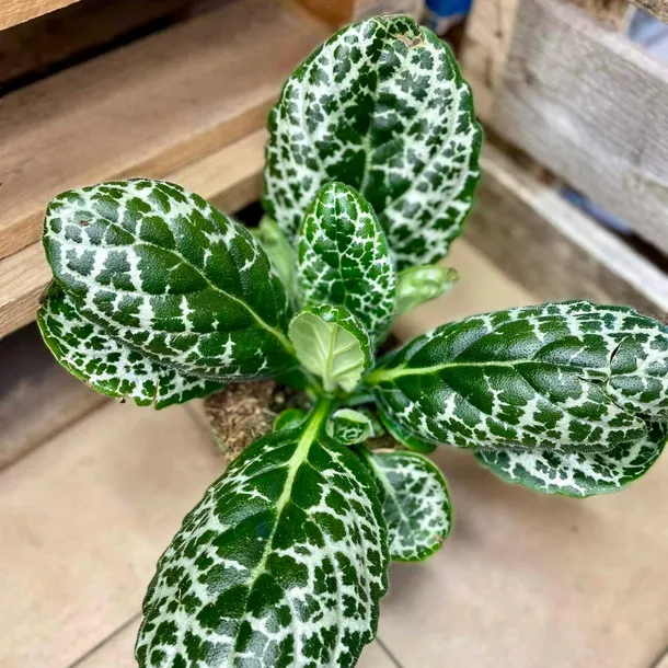 streptocarpus-pretty-turtle-skretnik-rodzaj-rosliny-rosliny-zielone