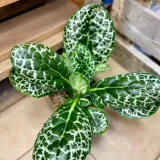 streptocarpus-pretty-turtle-skretnik-rodzaj-rosliny-rosliny-zielone