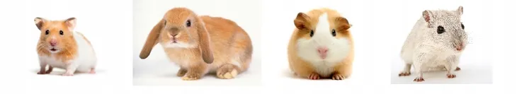 herbal-pets-koniczyna-karmy-specjalne-karma-uniwersalna