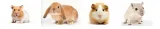 herbal-pets-koniczyna-karmy-specjalne-karma-uniwersalna