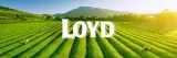 ekspresowa-herbata-ziolowa-czarna-herbata-i-orientalne-przyprawy-20t-loyd-marka-loyd