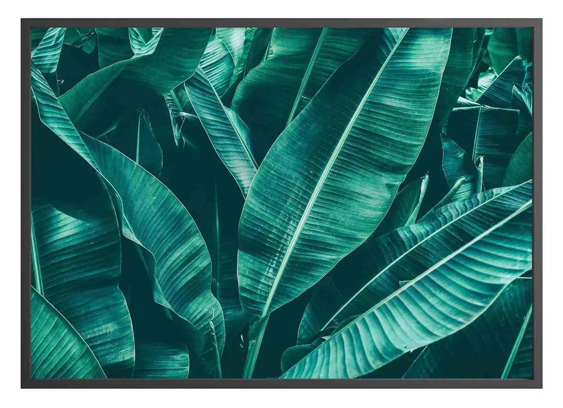 poster-attalea-70x100