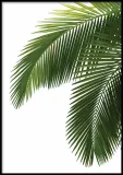 poster-bahamas-50x70-stan-nowy