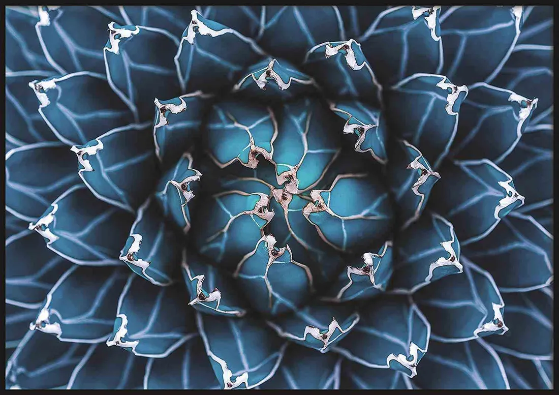 poster-blossom-40x50