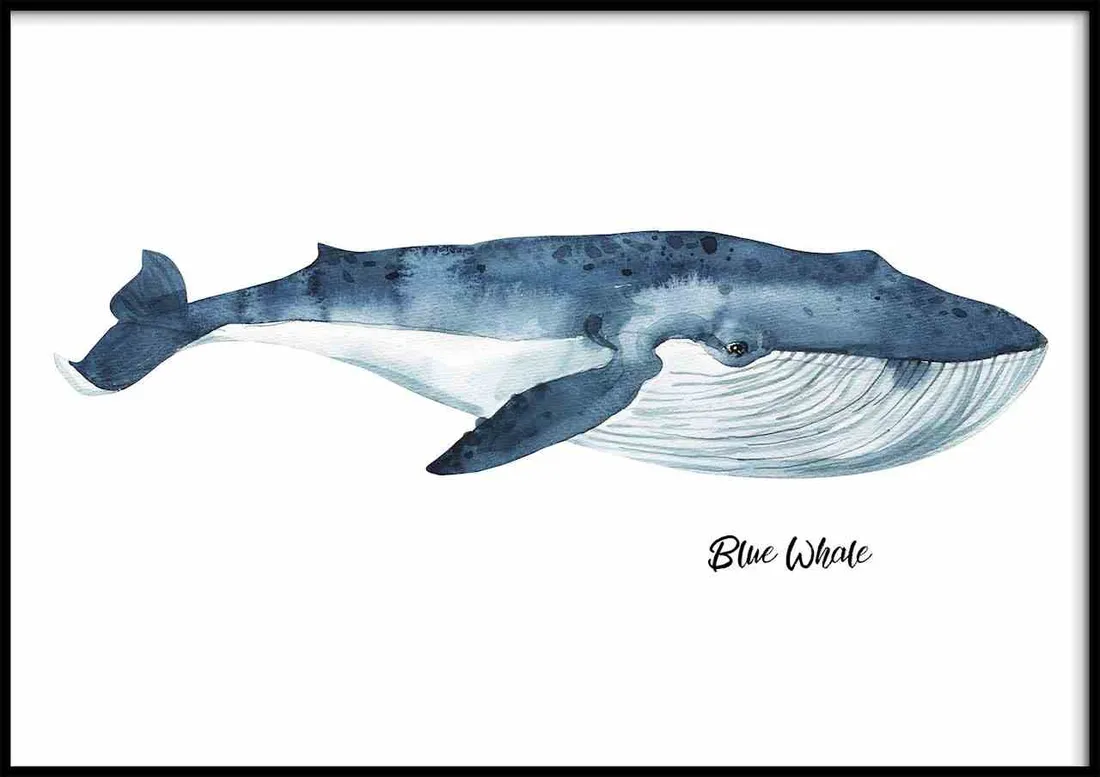 poster-blue-whale-40x50