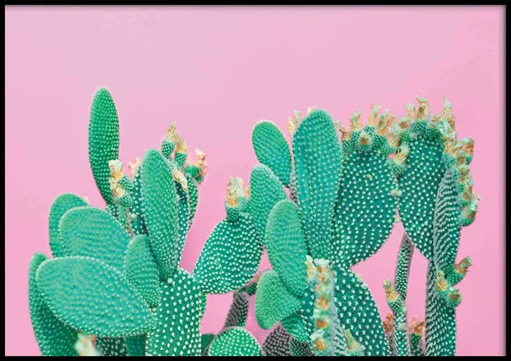 poster-cactus-70x100-stan-nowy