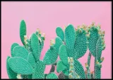 poster-cactus-70x100-stan-nowy
